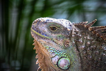 A headshot of Green Iguana (Iguana iguana). 