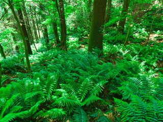 森林の中に群生しているシダ植物