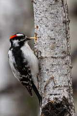 Downy Woodpecker (Dryobates pubescens) bird perched eating bugs and a worm from a tree trunk Canadian wildlife background