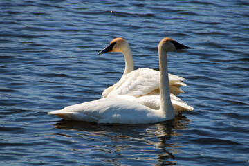 swan on the lake