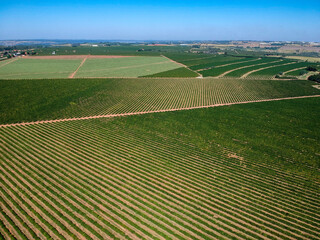 Aerial drone view of a green coffee field in Brazil