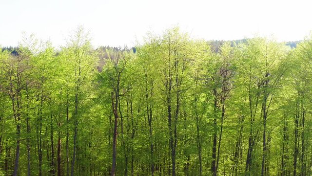 a green lush beech forest filmed with sidewards movement