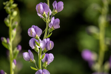 Blue Wild Indigo (Baptisia australis). Raleigh, North Carolina. Native.