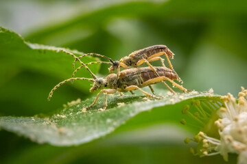 Mating Flower Longhorn Beetles (Analeptura lineola) covered in pollen. Raleigh, North Carolina.