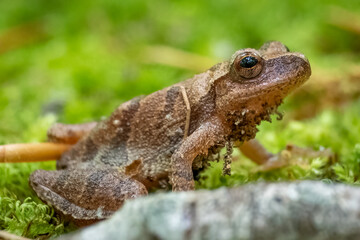 Profile view of a Spring Peeper (Pseudacris crucifer). Raleigh, North Carolina.