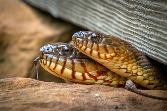 Closeup of a pair of Northern water snakes (Nerodia sipedon), with one showing its forked tongue. Raleigh, North Carolina.