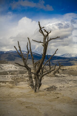 2021-05-16 SINGLE BARE TREE STICKING OUT OF THE FORMATIONS AT THE UPPER TERRACE IN  YELLOWSTONE PARK