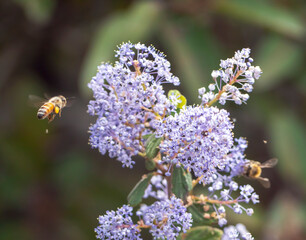 Two Bees pollinating California lilacs in Echo Mountain