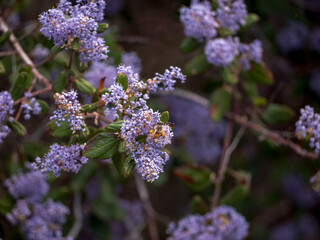 Bee pollinating California lilacs in Echo Mountain