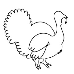Bird turkey vector graphics. Isolated icon on white background. Black thin outline, stroke, doodle. Hand-drawn sketch of turkey, contour