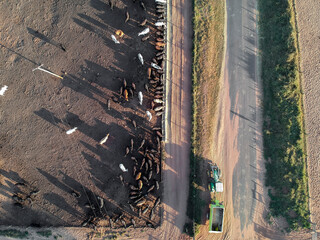 Aerial view of aberdeen angus cattle on confinement with tractor for feed distribution stopped on a farm in Brazil