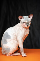 Cute hairless Canadian Sphynx cat - breed of cat known for its lack of fur. Full length portrait of...