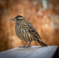 sparrow on a bench