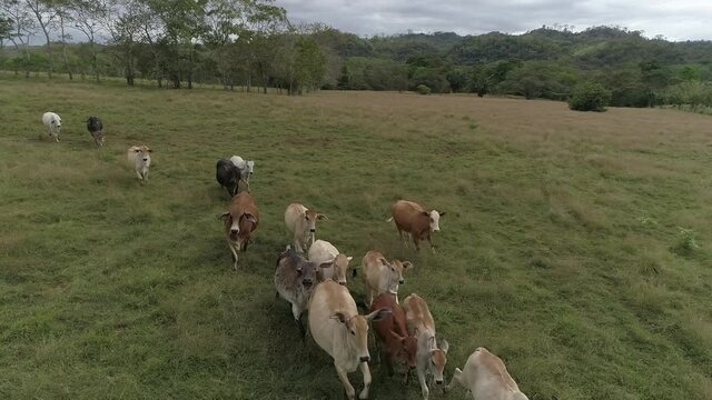vacas, Panam&aacute;