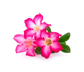Fototapeta na wymiar frangipani pink fiower on white background.