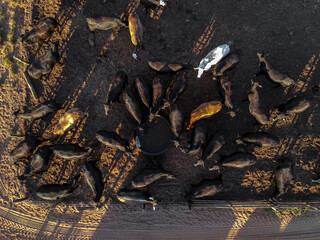 Aerial view of aberdeen angus cattle on confinement on a farm in Brazil
