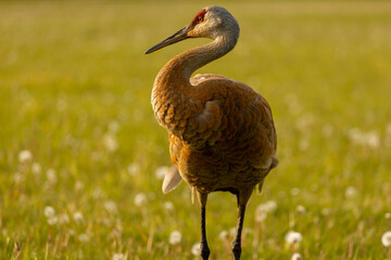 Sandhill crane in a park on a sunny May day

