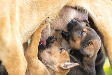 Two newborn puppies are feeding from their mother's breasts.