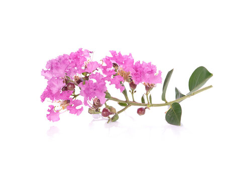 Inthanin flower isolated on white background