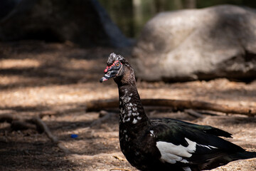 Park afternoon with muscovy duck 
