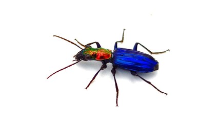 Dark blue beetle on white back