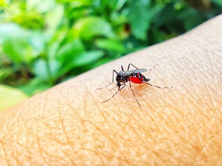 Aedes aegypti eating blood on the arm of a person.