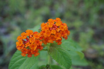 Lantana camara (tahi ayam, sailara, tembelekan, common lantana, big sage, wild sage, red sage, white sage, tick berry, West Indian lantana, umbelanterna) with natural backrgound.