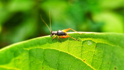 A brown cricket nymph is foraging on a leaf