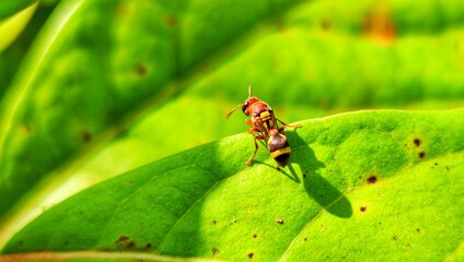 Hornet view up close for macro photography