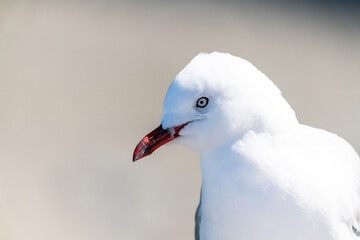 Red-billed gull in New Zealand closeup