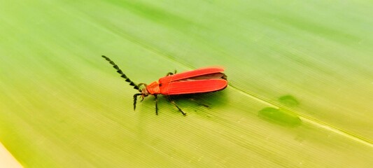 A red-winged beetle sitting on a bamboo leaf (Lycidac belongs to the Coleoptera family).