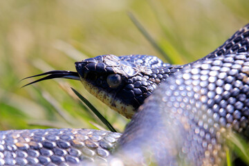 An all black eastern hognose snake flaring out it's neck in a defensive mechanism. This snake is...