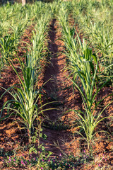 little green corn field on family farm in Brazil