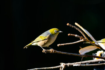 Close up of a Silvereye also known as a wax-eye or white-eye bird
