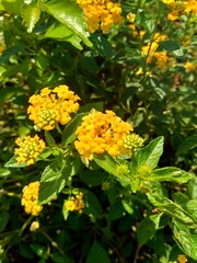 Lantana camara (tahi ayam, sailara, tembelekan, common lantana, big sage, wild sage, red sage, white sage, tick berry, West Indian lantana, umbelanterna) with natural backrgound.