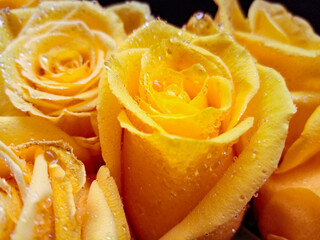 yellow roses on a black background with water droplets on the petals. High quality photo