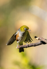 Close up of a Silvereye also known as a wax-eye or white-eye bird landing on a branch