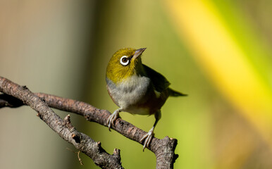 Close up of a Silvereye also known as a wax-eye or white-eye bird