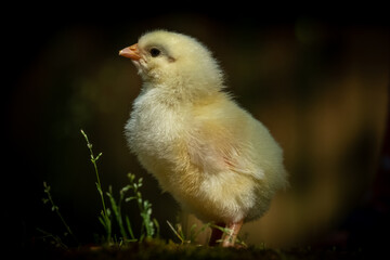 Closeup of broiler chick on a dark background.