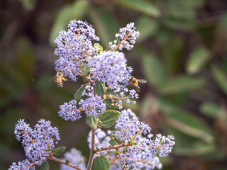 Bee pollinating California lilacs in Echo Mountain