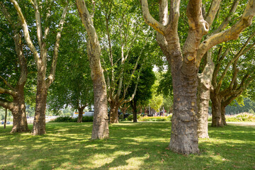 Trees in the park near of the Basilica of St. Castor in the city of Koblenz