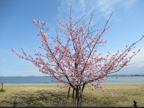Sakura and Lake Biwa