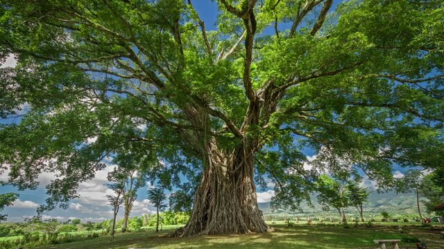 Giant oldest tree in Canlaon, Philippines.