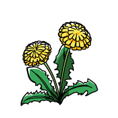 Simple and realistic dandelion illustration