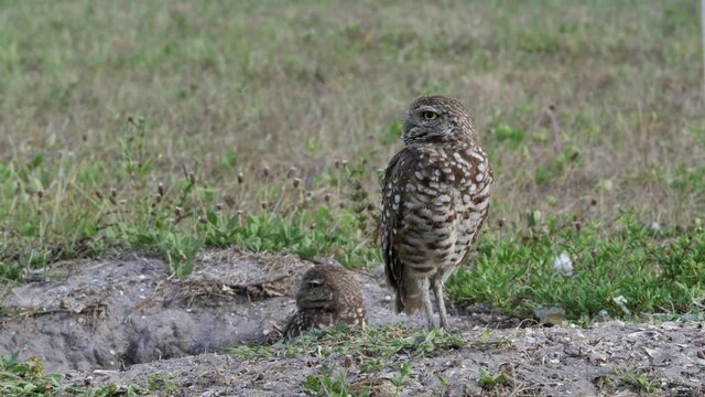 Burrowing Owls at Their Burrow