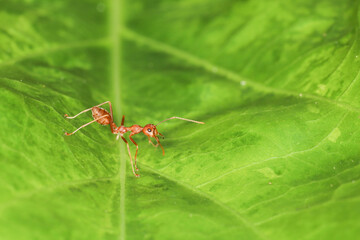 Close up Red ants live on green leaves