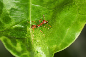 Close up Red ants live on green leaves