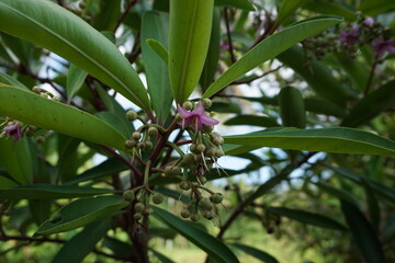 Obraz premium Ardisia elliptica (shoebutton ardisia, duck's eye and coralberry) with a natural background. Indonesian call it lempeni