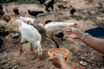 Hand of farmer feeding chicken, hen, duck and goose  with rice and grain at farm in the evening. Natural organic farming concept