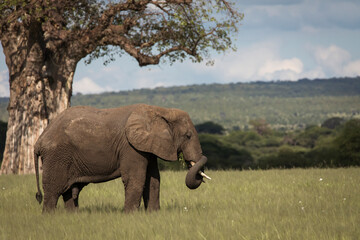Naklejka na ściany i meble Beautiful elephants during safari in Tarangire National Park, Tanzania with trees in background.